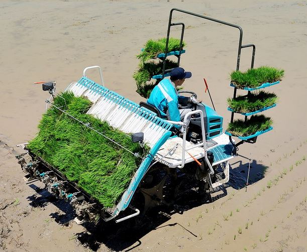 rice planter machine: Rice Transplanter KVP-6D